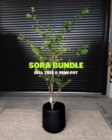 Sora Bundle