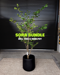Sora Bundle