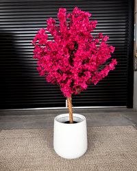 Sorrento Bundle