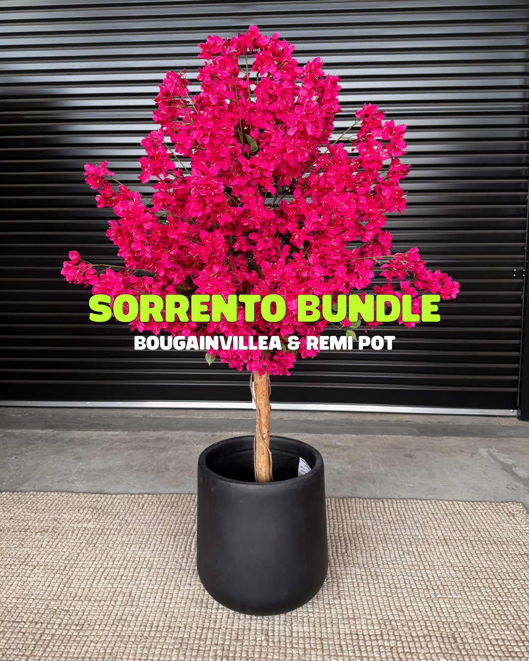 Sorrento Bundle