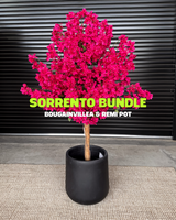 Sorrento Bundle