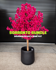 Sorrento Bundle