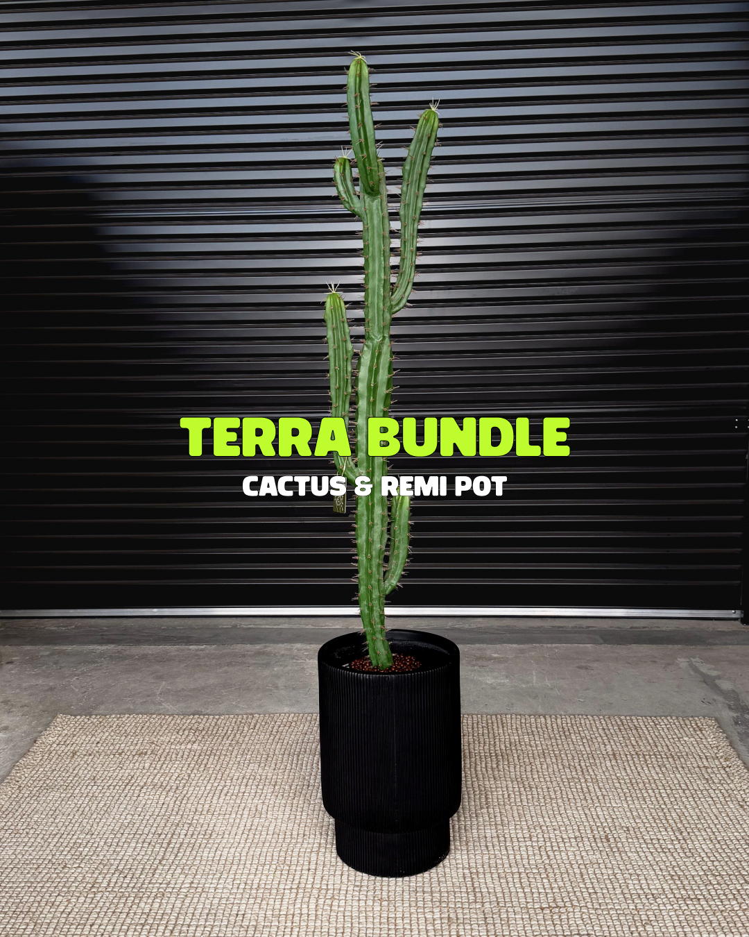 Terra Bundle