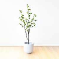 153cm Toona Sinensis